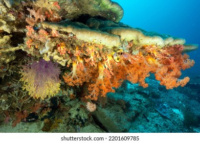 Overhang with Siphonogorgia sp., and Scleronephthya sp corals, Raja Ampat Indonesia