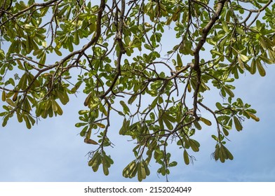 Overhanging Green Spring Leaves and Branches with Blue Sky Above.