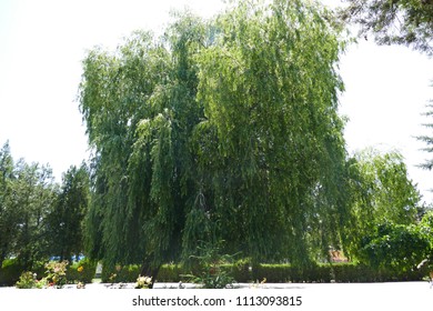 Overhanging Willow Tree Park Stock Photo 1113093815 | Shutterstock