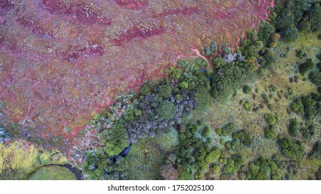 Overhead Aerial View Of The Natural Peat Bog And Forest. Red Peatland, Sphagnum Magellanicum Moss, Texture