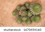 Overhead of Cactus Clump in the Desert