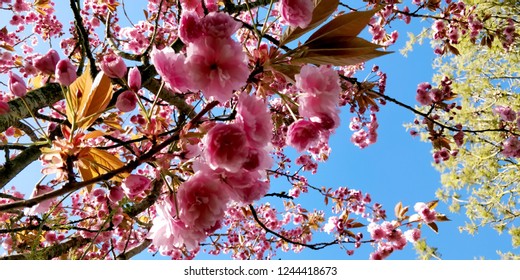 Overhead Cherry Blossom Stock Photo 1244418673 | Shutterstock