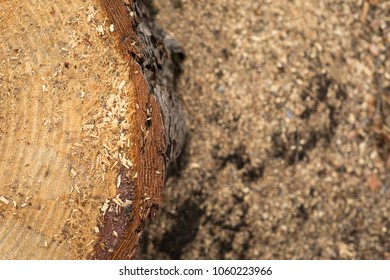 Overhead Close Up On A Freshly Cut Evergreen Tree Stump, With Rough Bark And Exposed Wood Rings, And Saw Dust In The Background