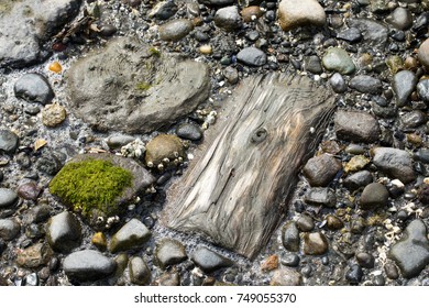 Overhead close up on a rocky beach with a half buried wood log and small stones on the wet sand