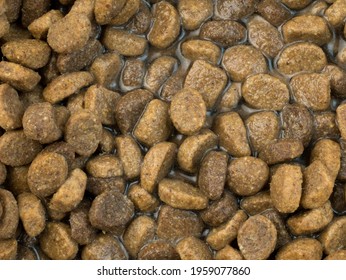 Overhead Close View Of Dry Dog Food With Water Added.