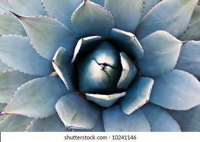 Overhead Close-up Of A Mexican Agave Cactus