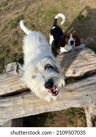 Overhead closeup view of two happy dogs looking up at camera with expressive face playing outside on logs 