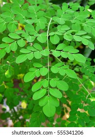 Overhead Composition Moringa Moringa Oleifera Compound Stock Photo ...