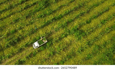 An overhead drone shot captures workers in a lush green field, appearing to load watermelons into the back of a white pickup truck