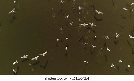 Overhead Drone Shot Of Group Of White Birds (gulls) Flying Above Dark Lake On A Sunny Day In Europe (Lithuania). Background For Text 