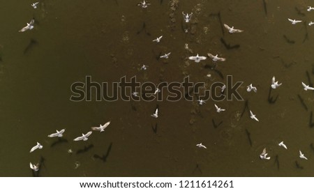 Overhead drone shot of group of white birds (gulls) flying above dark lake on a sunny day in Europe (Lithuania). Background for text 