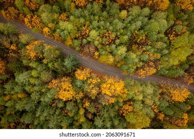 Overhead Drone View Of A Rural Road Lined With Colorful Fall Trees. Colorful Autumnal Foliage Lines The Roadway In A Dense Pacific Northwest Forest Environment In Washington State. 