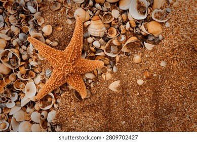 Overhead flat lay composition showcases a striking orange-tan starfish on textured sand, surrounded by hundreds of scattered seashells in creamy whites and warm beiges. The starfish's five-pointed arms and bumpy surface create a focal point against the granular backdrop, with dense shell clusters on the left transitioning to open sand on the right. Natural daylight reveals fine three-dimensional details, while the golden and honey-toned color palette invites tropical getaway and coastal living themes. This styled image suits travel marketing, beach resort promotions, and summer collection advertising.