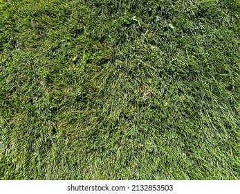 A Overhead Green Grass Lawn Fresh Cut Backyard Mowed Landscaping Mow Tall Bluegrass