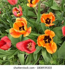 An Overhead Look At Red And Bicolor Red-yellow Tulips In Early Spring In A Midwestern Flower Bed