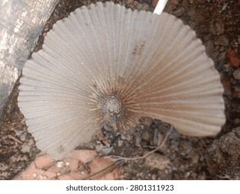 Overhead Macro of Fully Opened Wild Mushroom Cap with Radial Striations and Delicate Texture