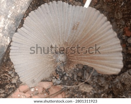 Overhead Macro of Fully Opened Wild Mushroom Cap with Radial Striations and Delicate Texture
