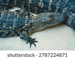An overhead macro photograph captures the rough protective skin plates and dark yellow pigmentation markings of a young alligator. The resting carnivorous reptile lies flat on a light-colored concrete surface. The biological armor covers the predator