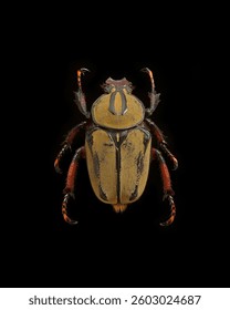Overhead Macro View of a Beetle: A Glimpse into Insect Anatomy                               