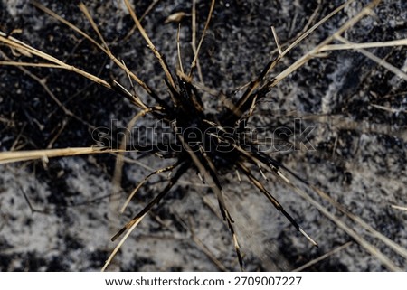 overhead macro view of burnt dry grass, fire damage on sandy soil, natural destruction, close up of charred vegetation, black and brown texture, environmental issue detail, sand and ash pattern