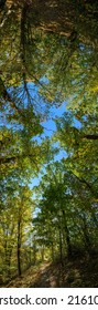 overhead panorama with view to the sky through trees