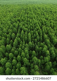 Overhead perspective of eucalyptus tree canopy in a structured industrial plantation, reflecting growth, order, and eco-friendly land use.	