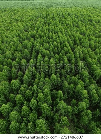 Overhead perspective of eucalyptus tree canopy in a structured industrial plantation, reflecting growth, order, and eco-friendly land use.	