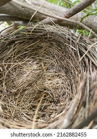 Overhead Photo Empty Robins Nest Stock Photo 2162882455 | Shutterstock