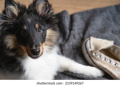 An Overhead Portrait Of A Cute Sheltie