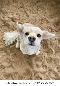 Overhead Shot Of The Adorable Little Cream Colored Cocker Spaniel Mixed Breed Dog Begging For A Treat Sitting In Sandbox With Ears Flapping In The Wind 