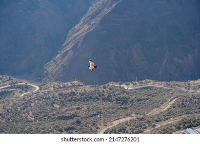 Overhead Shot Of Andean Condor Flying Over Mountain Valley, Chile