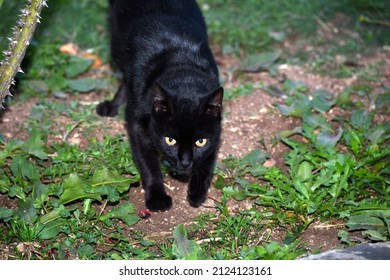 An Overhead Shot Of A Black Cat Staring Upfront
