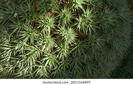 An overhead shot captures a dense cluster of spiky green succulent rosettes, each featuring sharp, pointed leaves. Sunlight highlights some plants while others remain in shadow, creating depth and contrast.