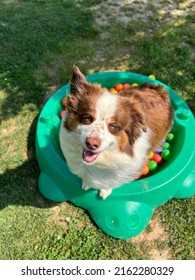 Overhead shot of cute dog looking up at camera. Australian shepherd playing in colorful balls outside 