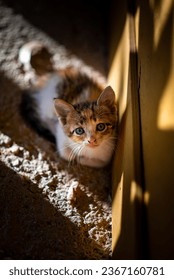 An overhead shot of a cute kitten lying on a concrete ground against a yellow wall in sunlight - Shutterstock ID 2367160781