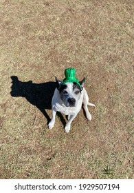 Overhead Shot Of Cute Senior Black And White Pit Bull Dog Outside In Grass Wearing Shiny Green Top Hat Ready To Party On St Patricks Day 