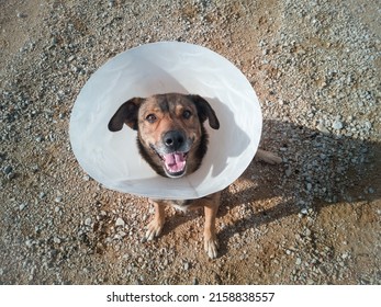 An overhead shot of a dog in a Elizabethan collar looking up