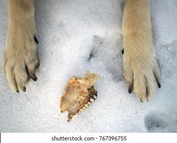 fajance Taxpayer Ferie Paw wolf Images, Stock Photos & Vectors | Shutterstock