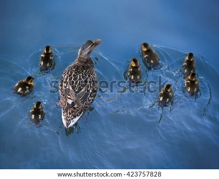 overhead shot with focus on the back of a mother duck and her baby ducklings swimming away under a bridge in a local park pond 