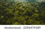 overhead shot of forest in Amazon Rainforest Brazil