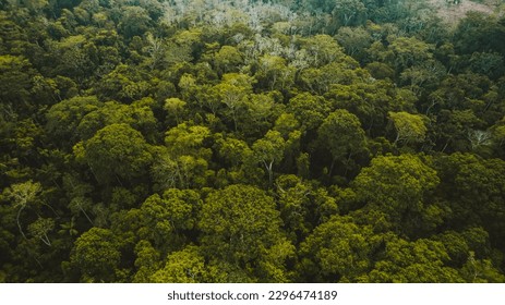 overhead shot of forest in Amazon Rainforest Brazil