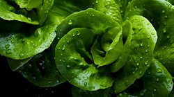 Overhead Shot Of Lettuce With Visible Water Drops. Close Up.
