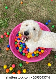 Overhead Shot Of Long Haired White Golden Doodle Dog Outside Looking Up At Camera With Happy Expression On Face Playing In Bright Color Plastic Balls In Pink Kiddie Pool On Green Grass Background 