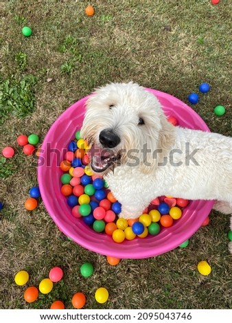 Overhead shot of long haired white golden doodle dog outside looking up at camera with happy expression on face playing in bright color plastic balls in pink kiddie pool on green grass background 