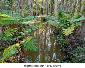 Overhead Shot Of Long Winding River In Lush Morning Forest 