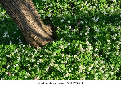 Overhead Shot Of Many Small Wild Flowers Blooming On Sunny Spring Day Near Tree Trunk 