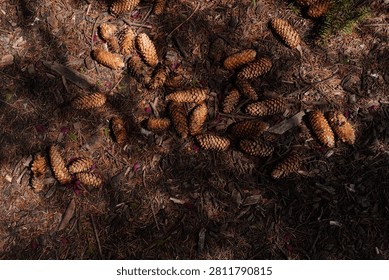 Overhead shot of numerous pine cones on a forest floor covered with pine needles and wood chips, highlighted by dappled sunlight