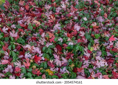 Overhead Shot Of Red Maple Leaves Fall On  Leafy Green Ground Cover