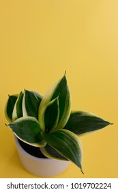 An Overhead Shot Of A Small Snake Plant In A White Pot Against A Yellow Background.