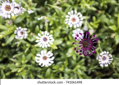 Overhead Shot Of Wild Flowers Blooming On Sunny Spring Day In Sydney, Australia